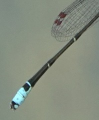 Acanthagrion adustum