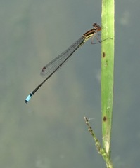 Acanthagrion adustum