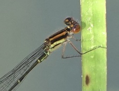 Acanthagrion adustum