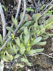 Myoporum parvifolium