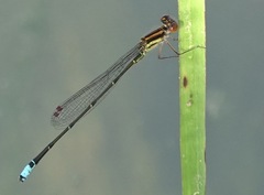 Acanthagrion adustum
