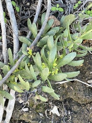 Myoporum parvifolium