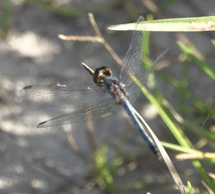 Erythrodiplax paraguayensis