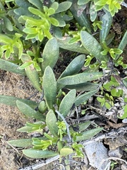 Myoporum parvifolium