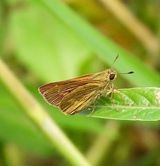 Parnara amalia