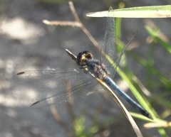 Erythrodiplax paraguayensis