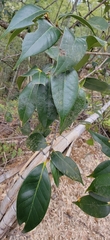 Theaceae