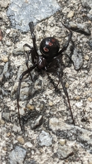 Latrodectus