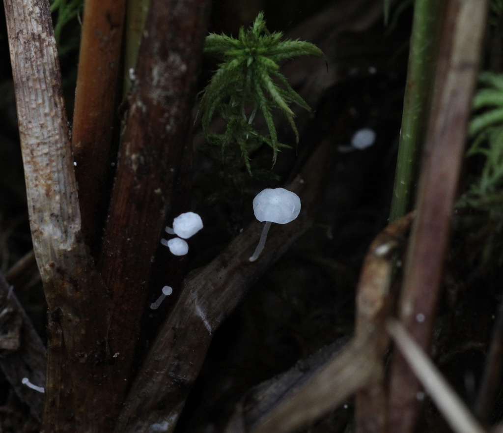 Marasmius caricis