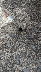 Latrodectus