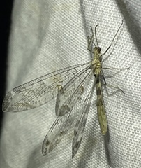 Neuroptera