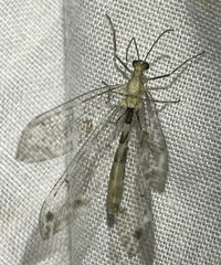 Neuroptera