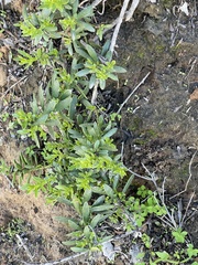 Myoporum parvifolium