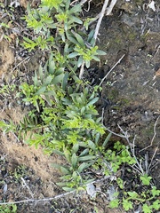 Myoporum parvifolium