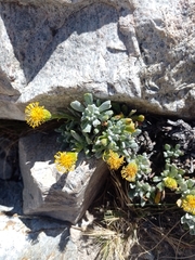 Senecio tristis