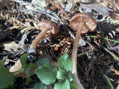 Entoloma cystomarginatum