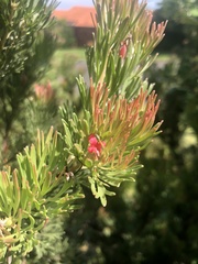 Adenanthos