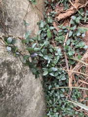 Trachelospermum
