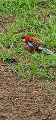 Platycercus elegans × eximius