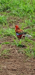 Platycercus elegans × eximius