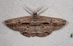 Scioglyptis chionomera