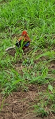 Platycercus elegans × eximius