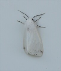 Spilosoma congrua