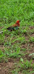 Platycercus elegans × eximius