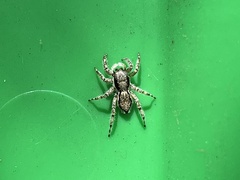 Menemerus bivittatus