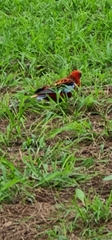 Platycercus elegans × eximius