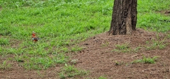 Platycercus elegans × eximius