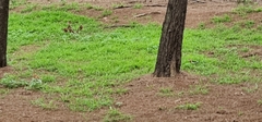 Platycercus elegans × eximius