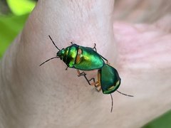 Lampromicra senator