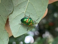 Lampromicra senator