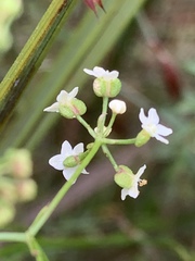 Platysace heterophylla heterophylla