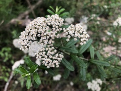Ozothamnus