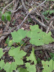 Ribes rubrum