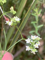 Platysace heterophylla heterophylla