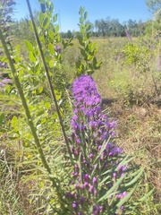 Liatris chapmanii