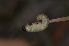 Perga affinis