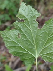 Ribes rubrum