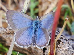 Zizina oxleyi