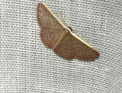 Idaea inversata