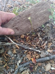 Adenochilus gracilis