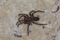 Mituliodon tarantulinus