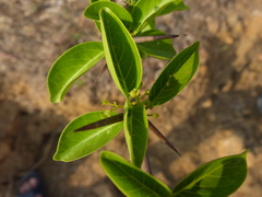 Canthium coromandelicum