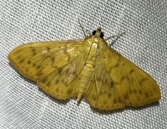 Patania balteata