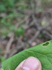 Ribes rubrum