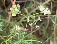 Platysace heterophylla heterophylla