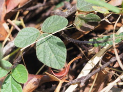 Desmodium rhytidophyllum